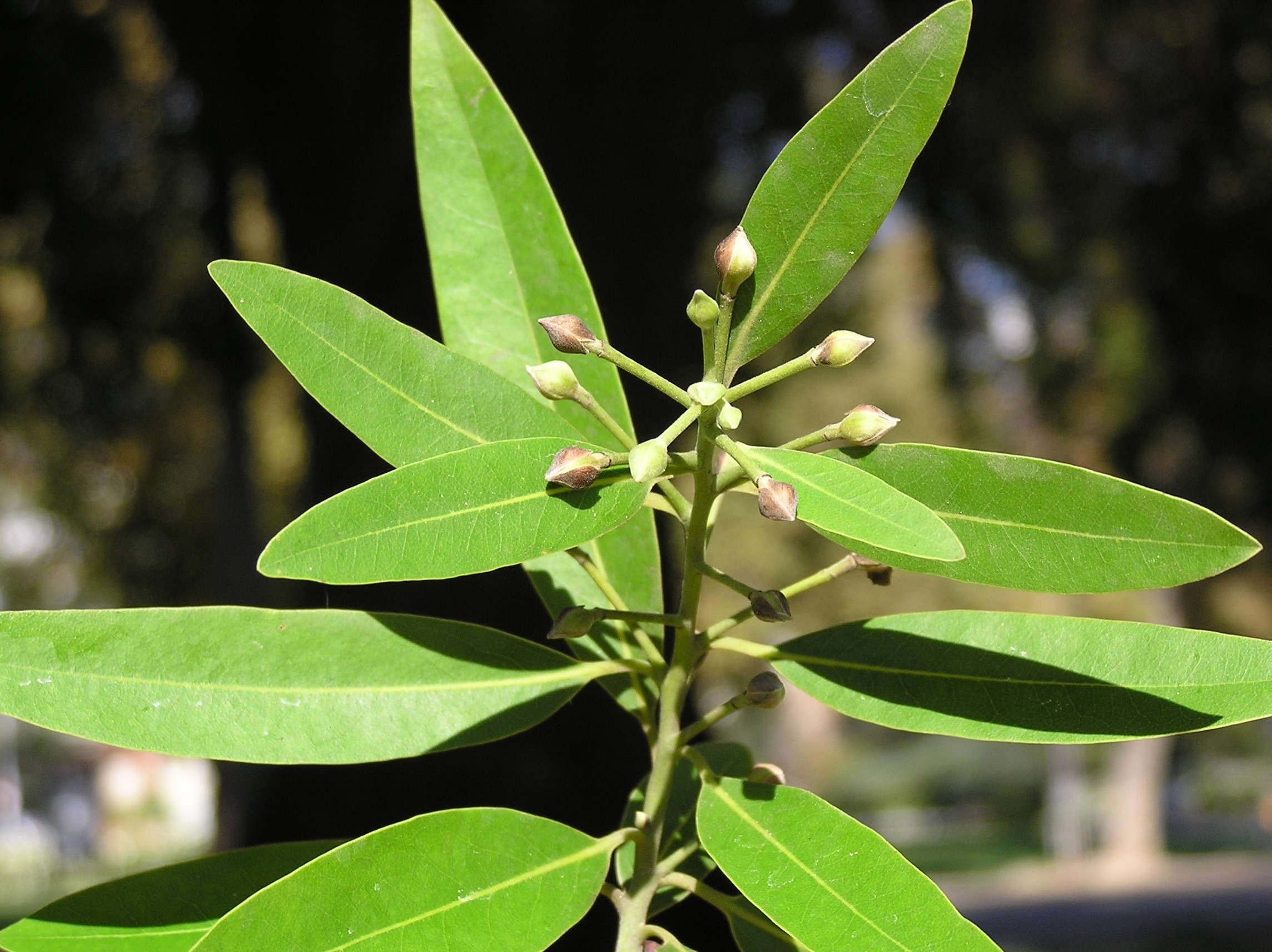 California Bay tree flower buds