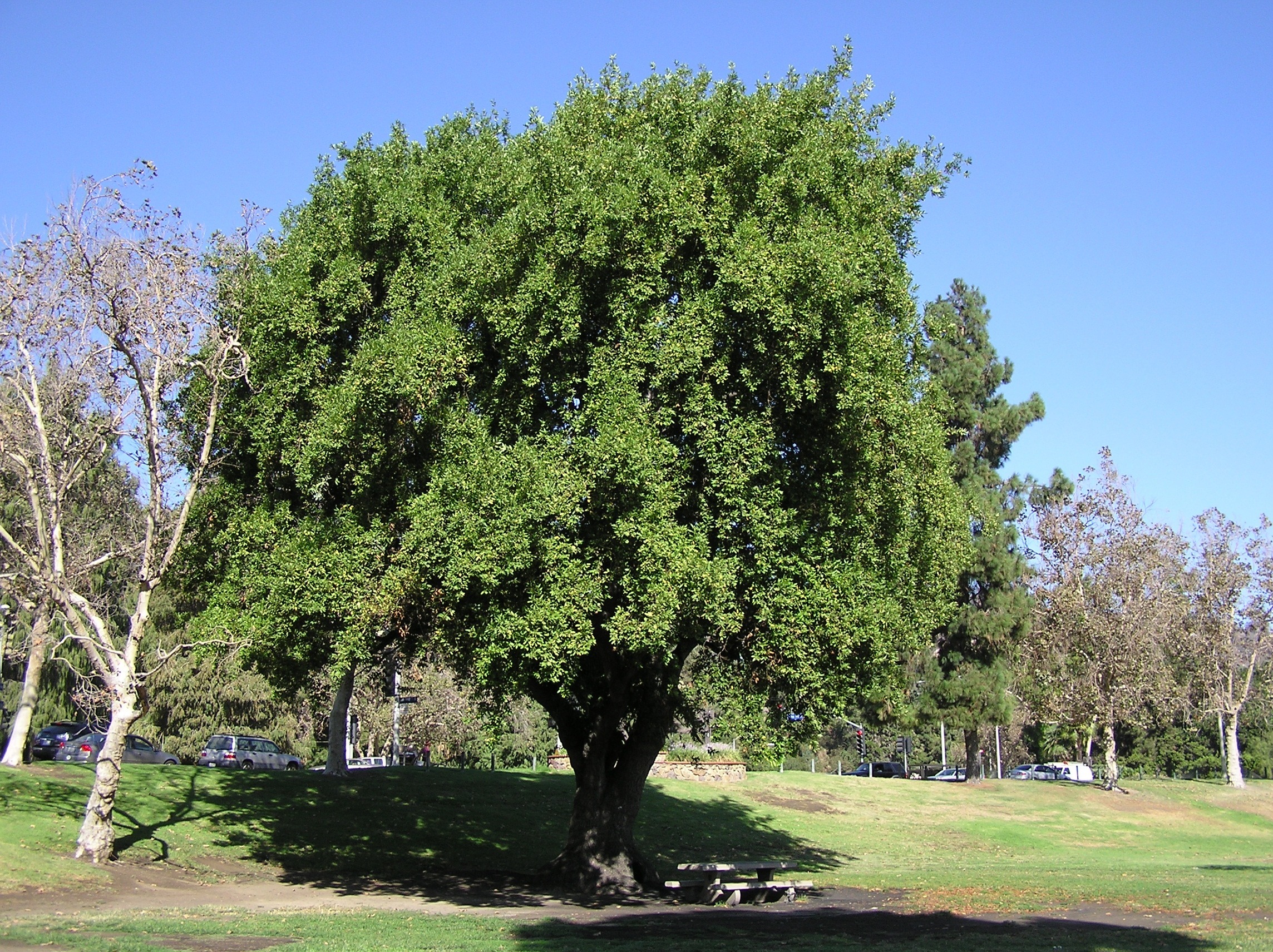 Large California bay laurel tree