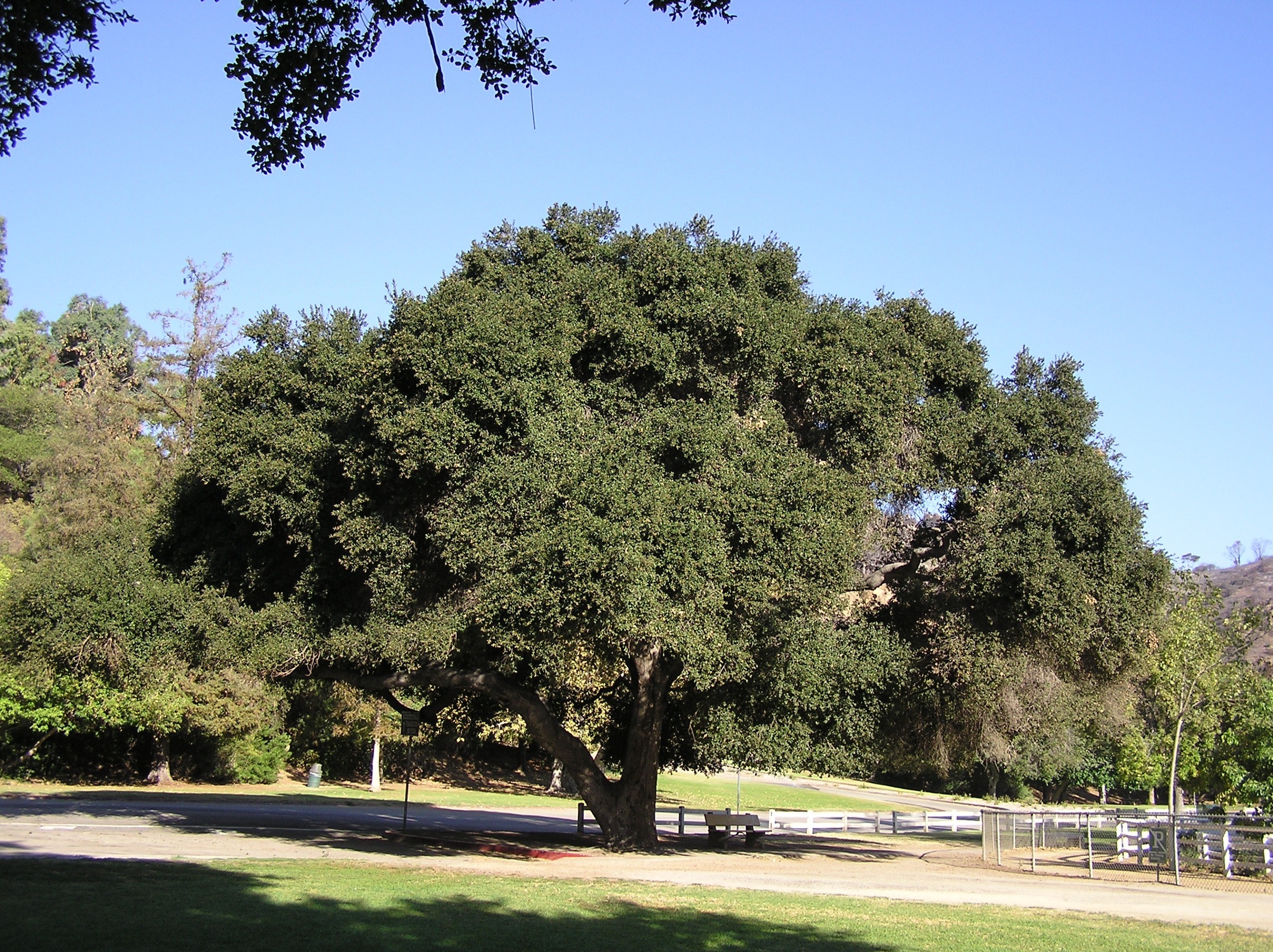 Coast live oak tree in park