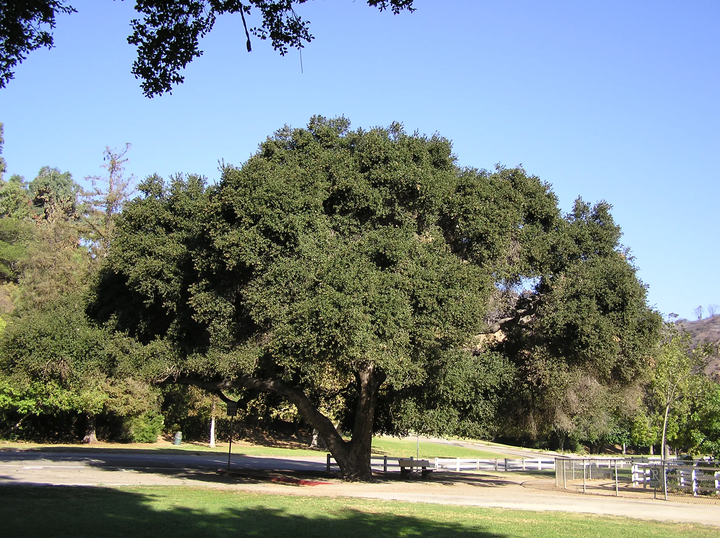 Coast live oak tree in park
