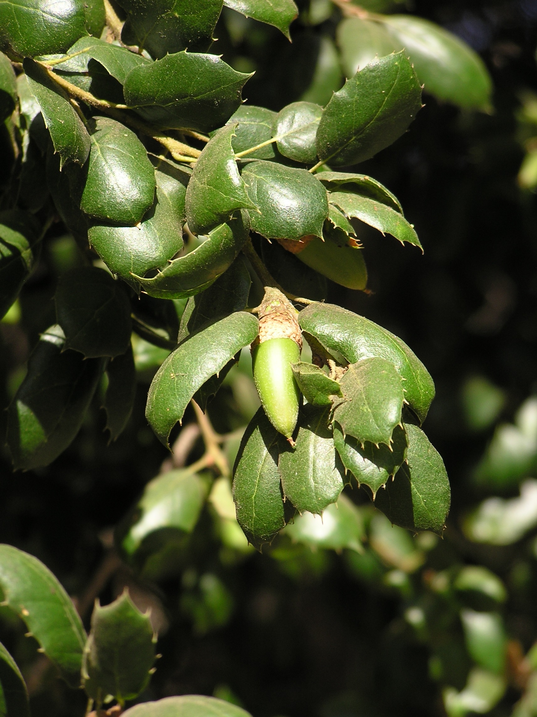 Coast live oak tree leaves with new growing acorn