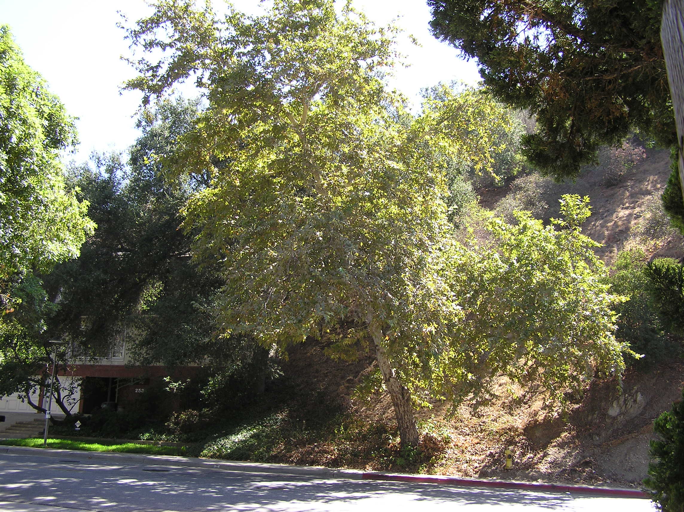 California Sycamore tree on Glendale street